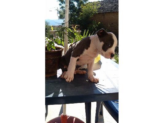 PoulaTo: AMERICAN STANFORD BLUEE PEDIGREE